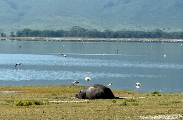 Hippo relaxing, Tanzania wildlife travel.