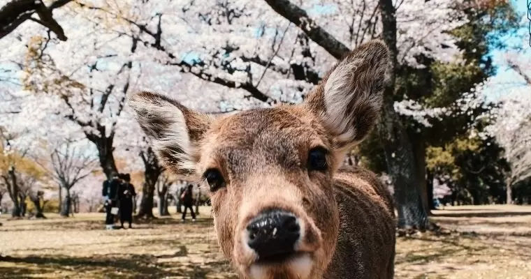 Nara Japan, where deer wander the parks freely. Unique accommodation, Travel Agent Finder.