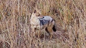 A mother fox on the lookout.