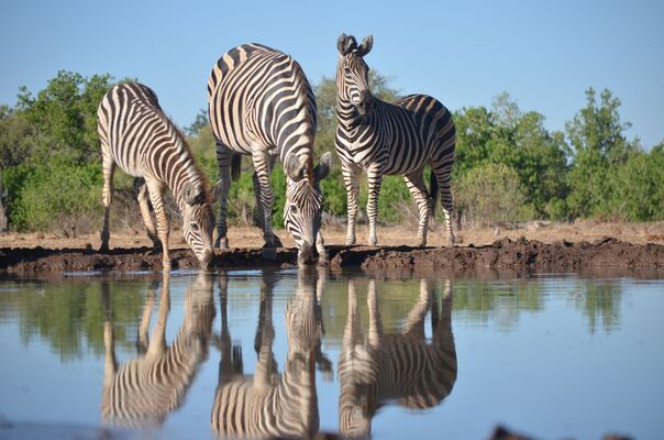 Mashatu Game Reserve | Botswana