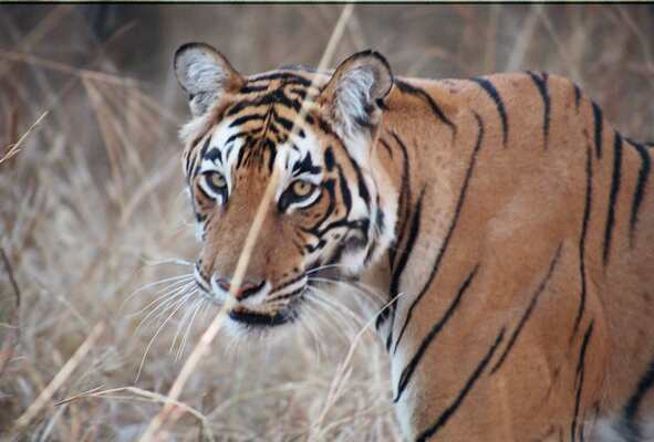 Rathambore National Park