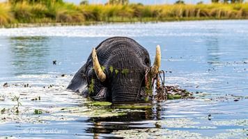 Botswana Safari: Where the Delta Meets the Dunes