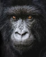 Gorillas, Safari and Chimps | Hosted Uganda Safari