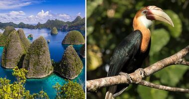 Raja Ampat & The Spice Islands: A Bird Lover's Paradise