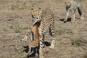 The Power of Nature in the Masai Mara, Kenya