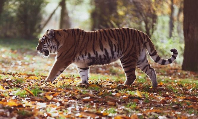 Jungle Trails: India’s Wildlife and Big Cat Adventure