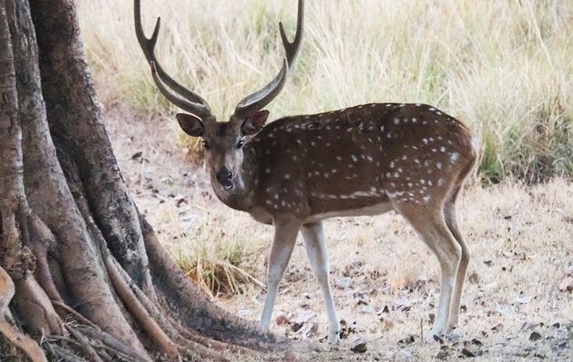 Kanha National Park and Tiger Reserve