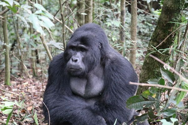 Gorilla Trekking - The Ultimate African Adventure!