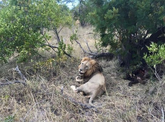 Your First Lion Sighting!