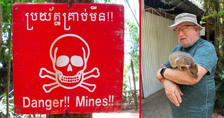 Cambodia's Secret Heroes: The Remarkable Story of Landmine-Detecting Rats