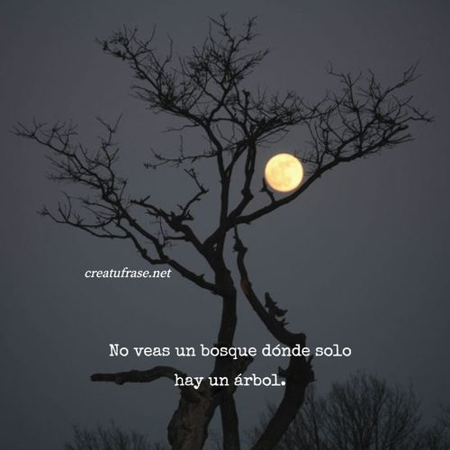 Frases sobre Pensamientos - No veas un bosque dónde solo hay un árbol.