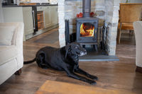 Discover Dog-Friendly February Half Term Holidays