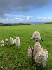 Let Biodiversity be part of your North Devon  holiday experience