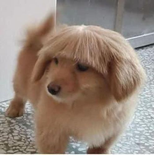 brownie poni keceh