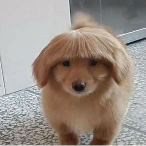 brownie poni keceh