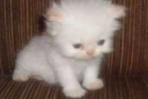 Tiny Shiro
