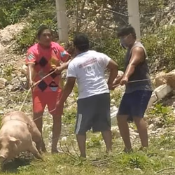 Pobladores de Campeche realizan rapiña de cerdos tras volcadura de camión