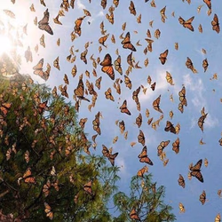 Pese a Covid, ejidatarios piden abrir santuarios de Mariposa Monarca