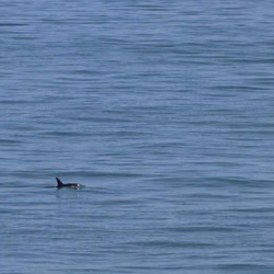 Se reportan nuevos avistamientos de Vaquita Marina
