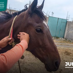 Gobierno de Texmelucan y FGE instalan Ministerio público especializado en delitos en contra de animales