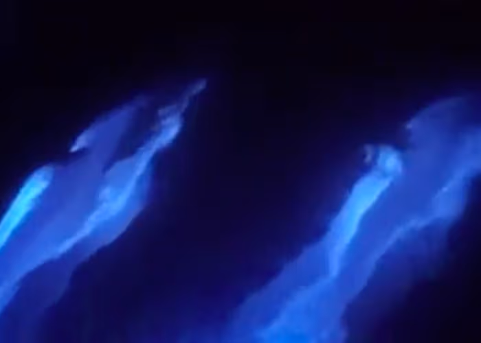 Delfines “brillan” con nado en California