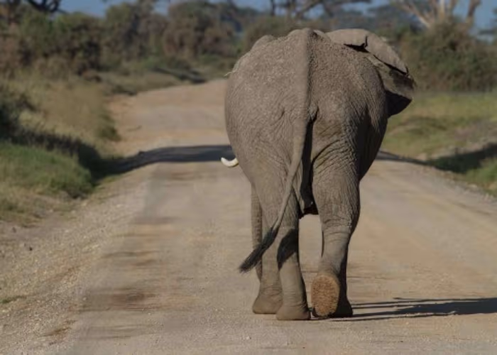Matan a elefanta embarazada, le dieron una piña con explosivos