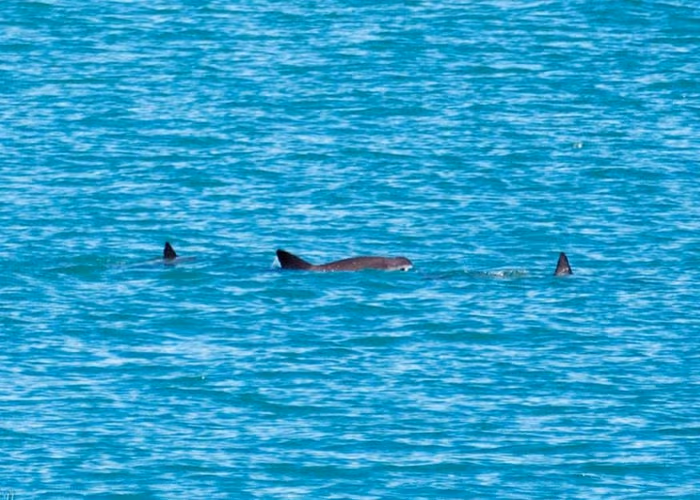 Va Semar con mano dura en plan para proteger a vaquita marina