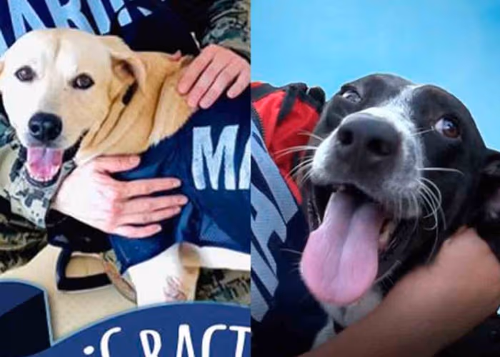 Donatelo y Nerón se integran a la Semar tras ser rescatados en Tabasco