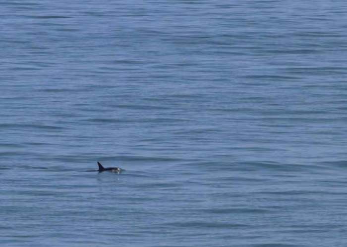 Se reportan nuevos avistamientos de Vaquita Marina