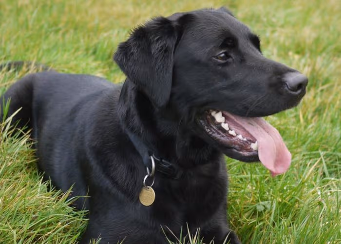 Por “gay” abandonan a perrito en refugio en Carolina del Norte