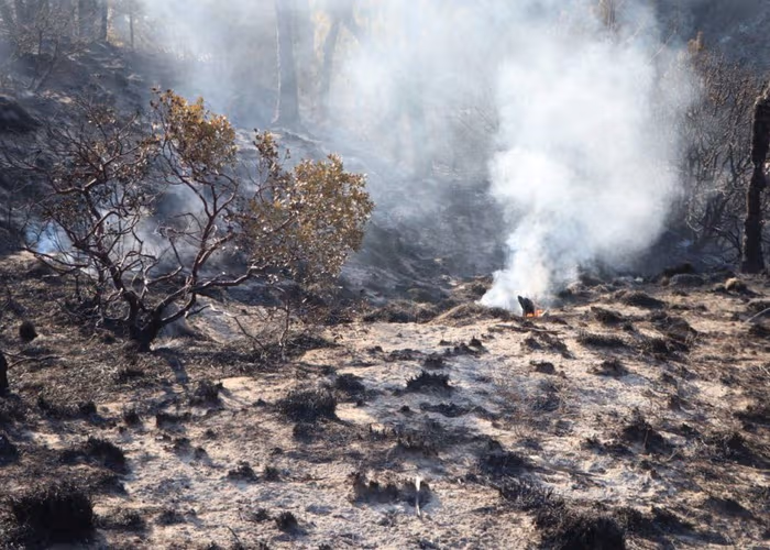 Incendio/ Foto: Especial