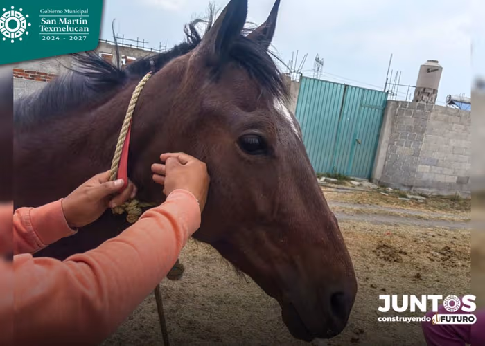 Gobierno de Texmelucan y FGE instalan Ministerio público especializado en delitos en contra de animales