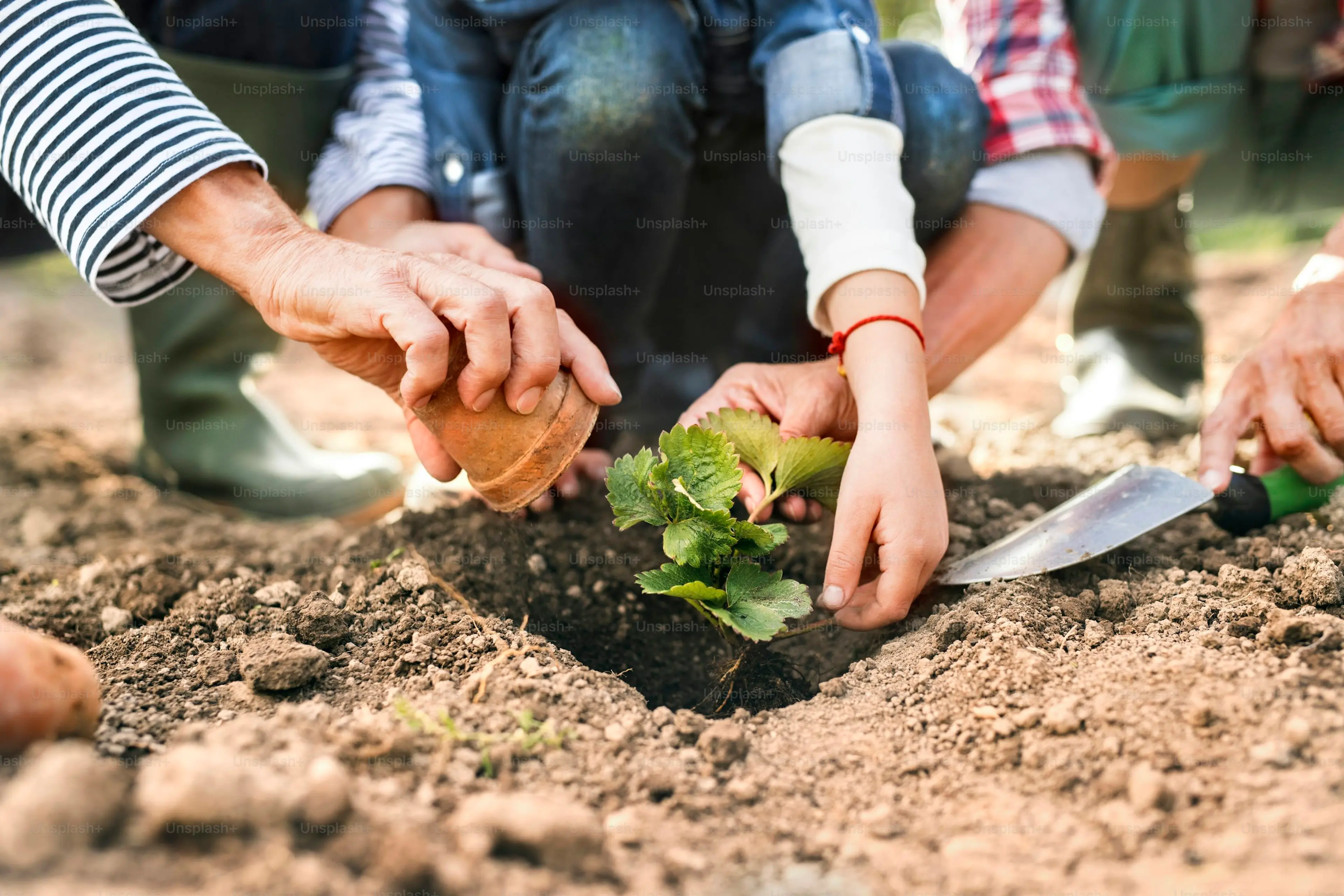 Planting Experience