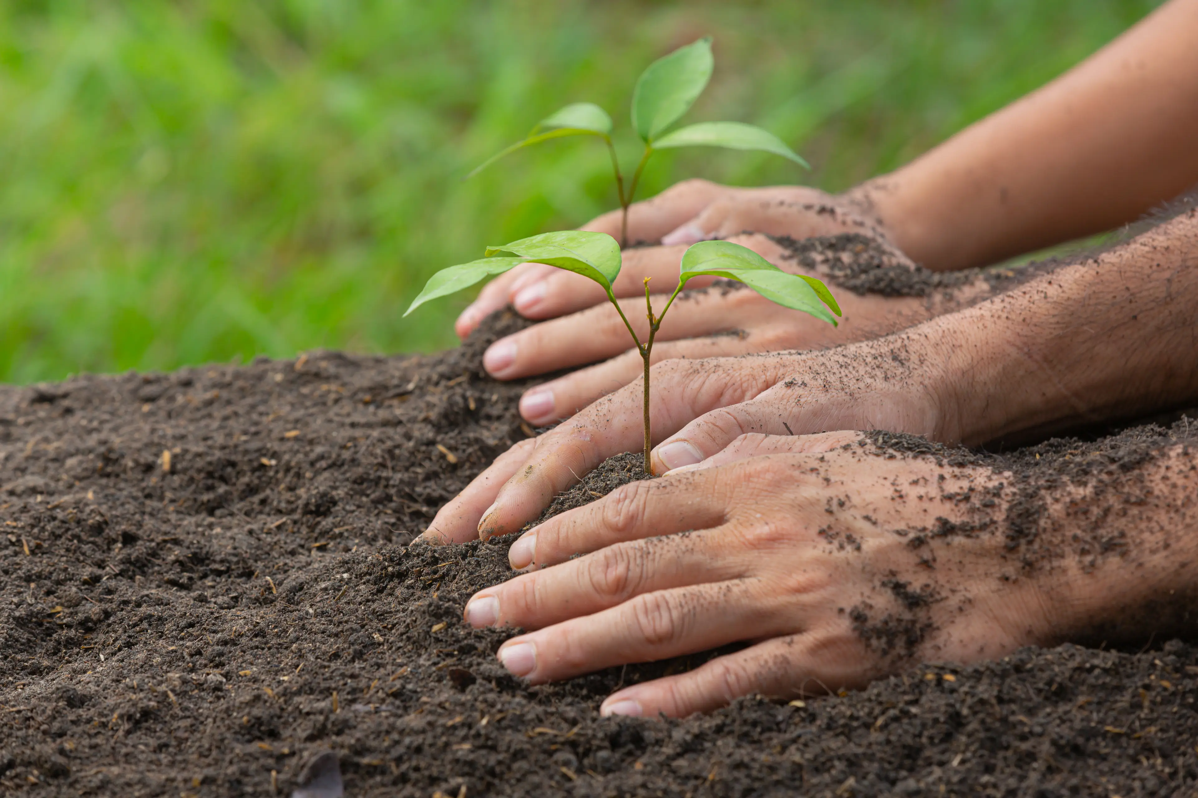  Adopt a tree 