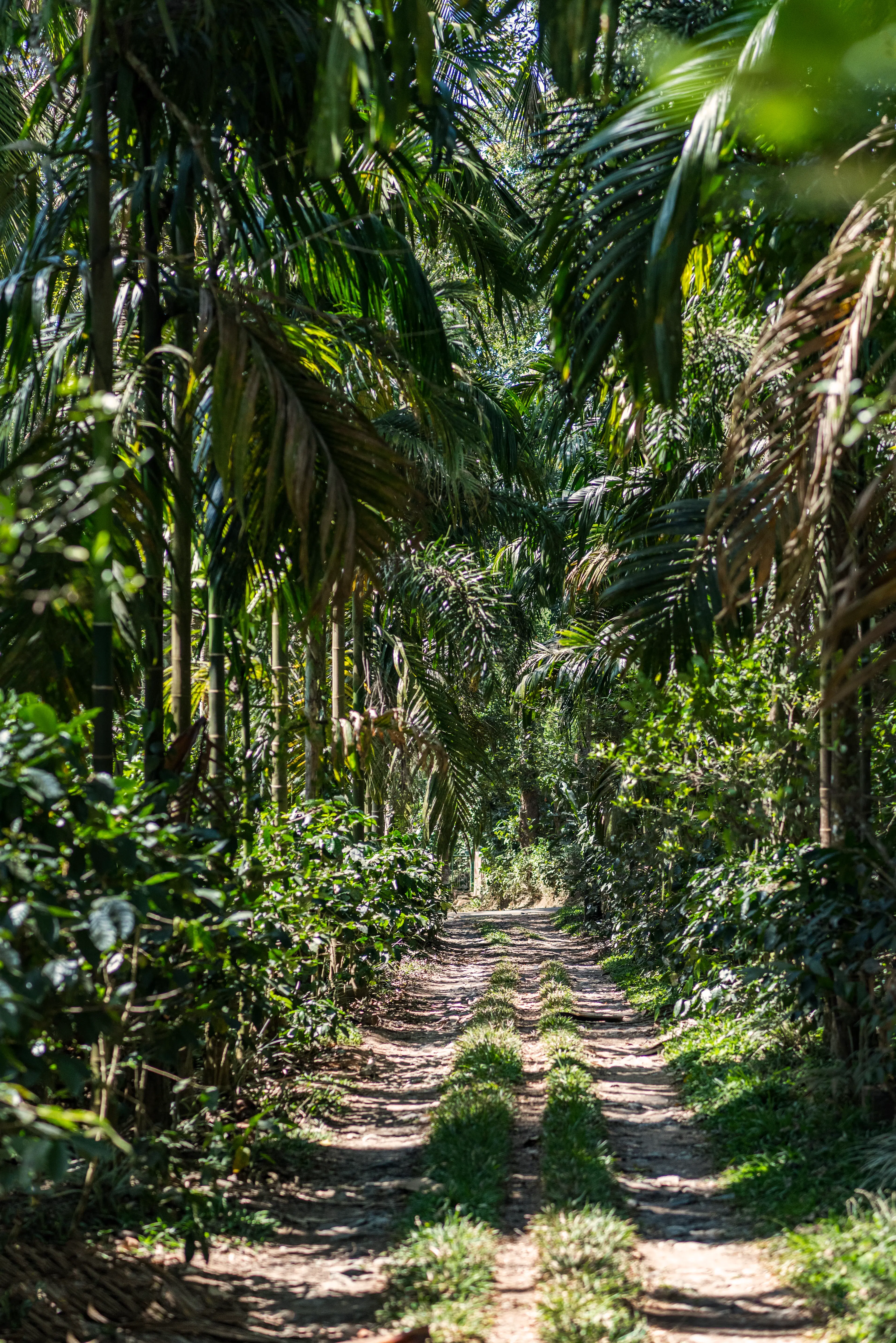Plantation Tour
