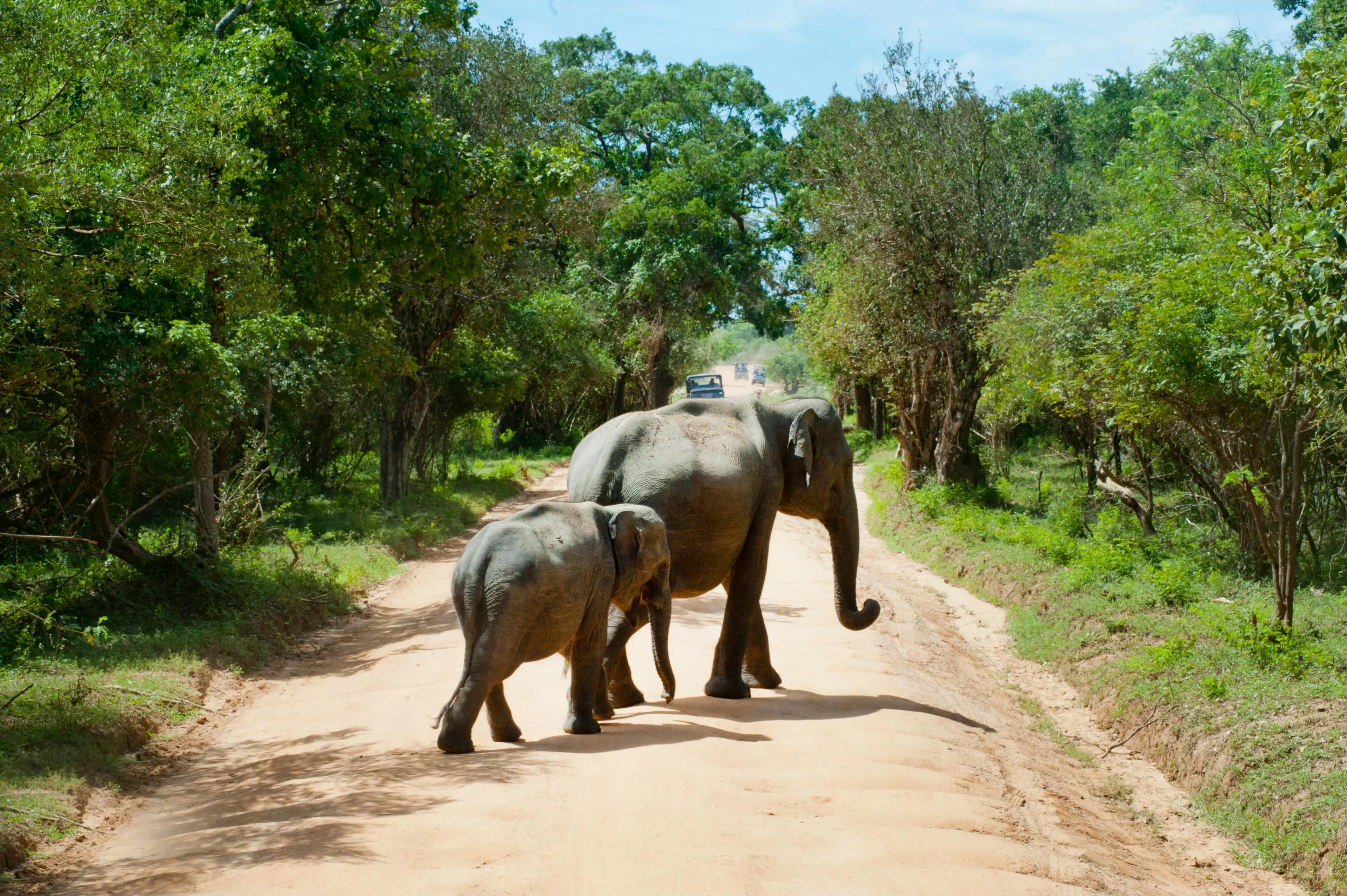 Mattigodu Elephant Camp (on actuals)