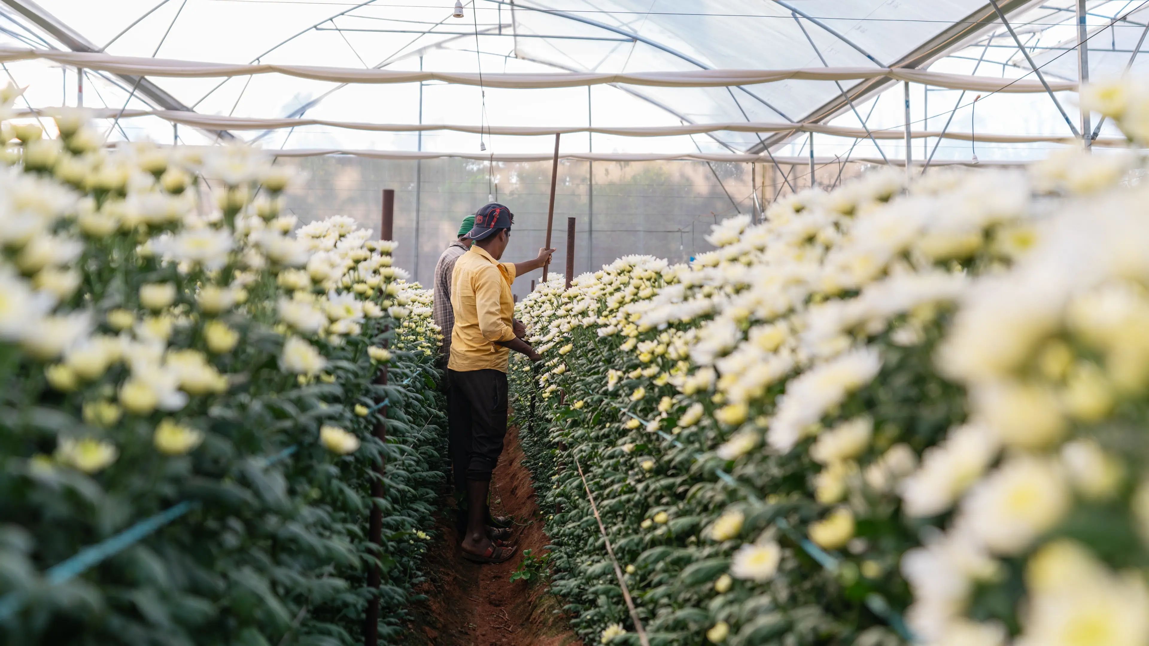 Flower Farm Tour 