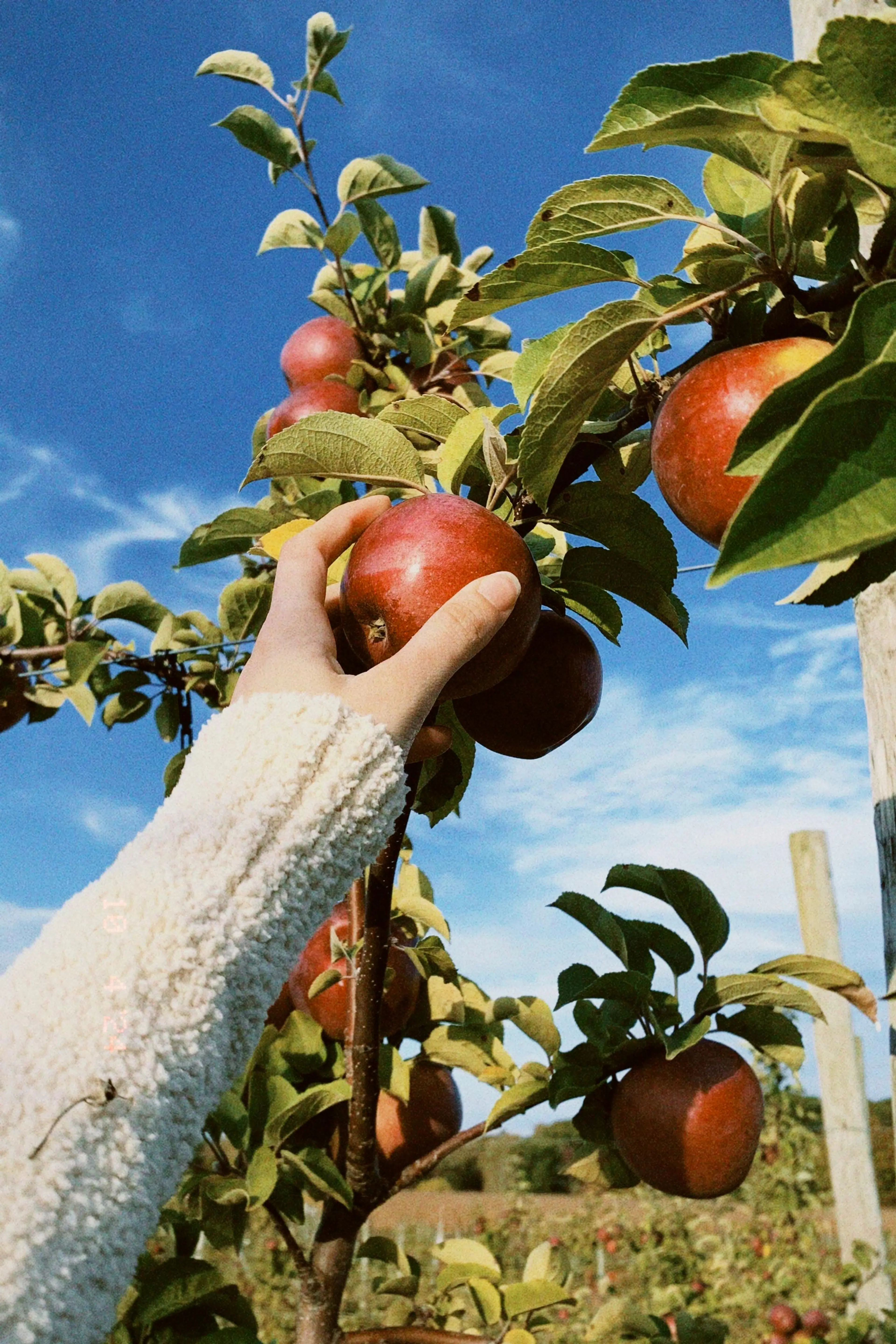 Seasonal Fruits Picking 