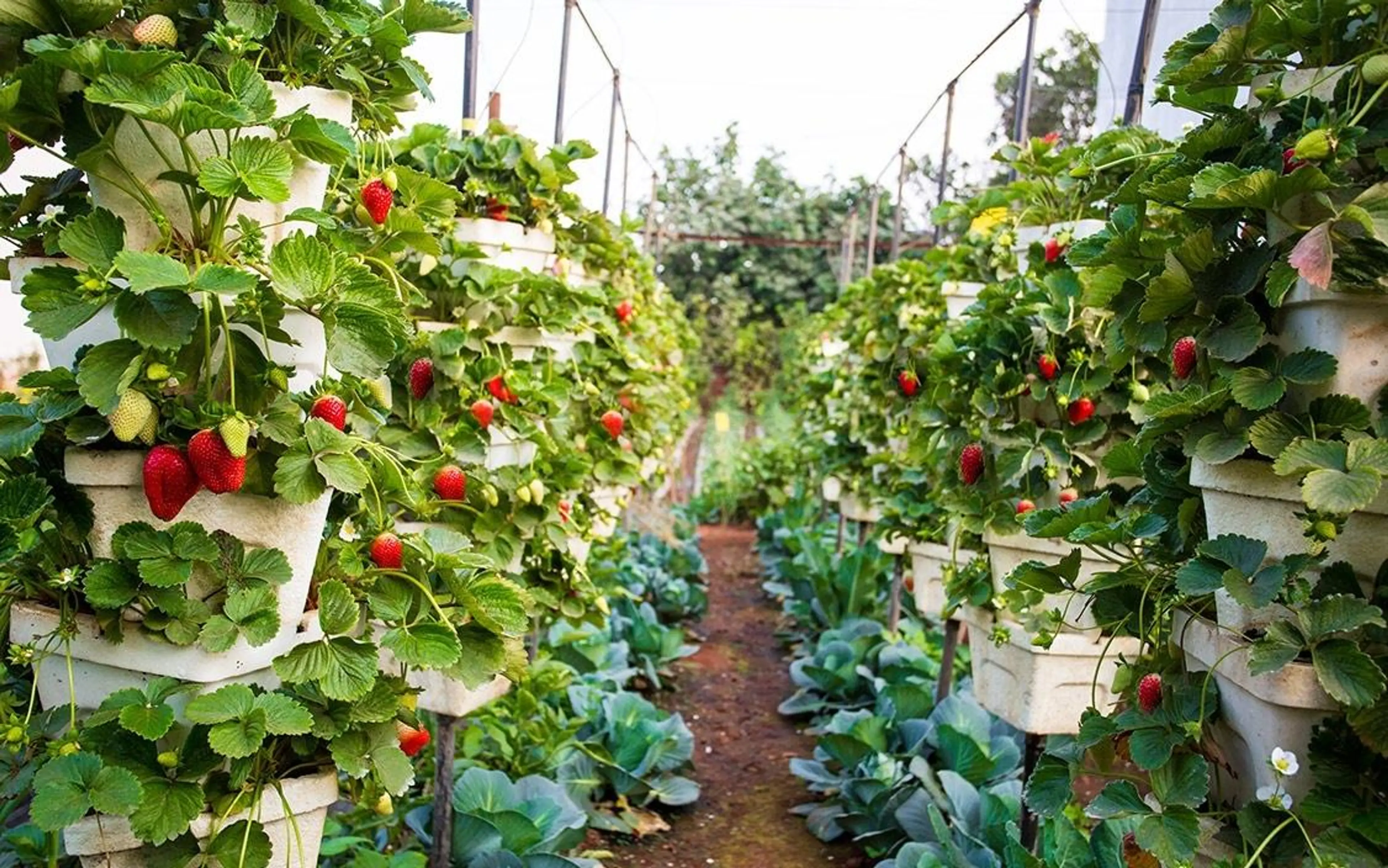 Strawberry Picking 