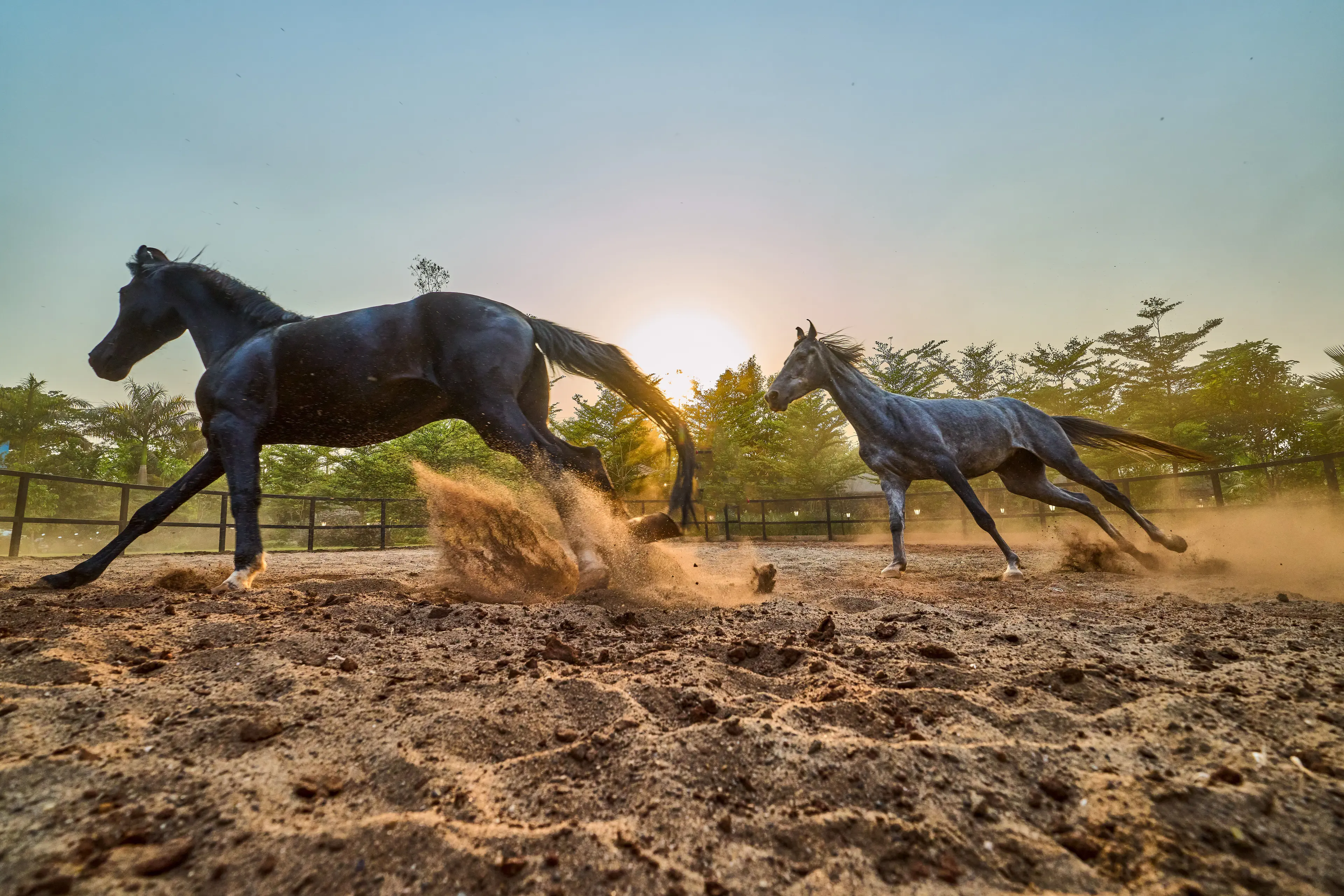 Horse Ranch