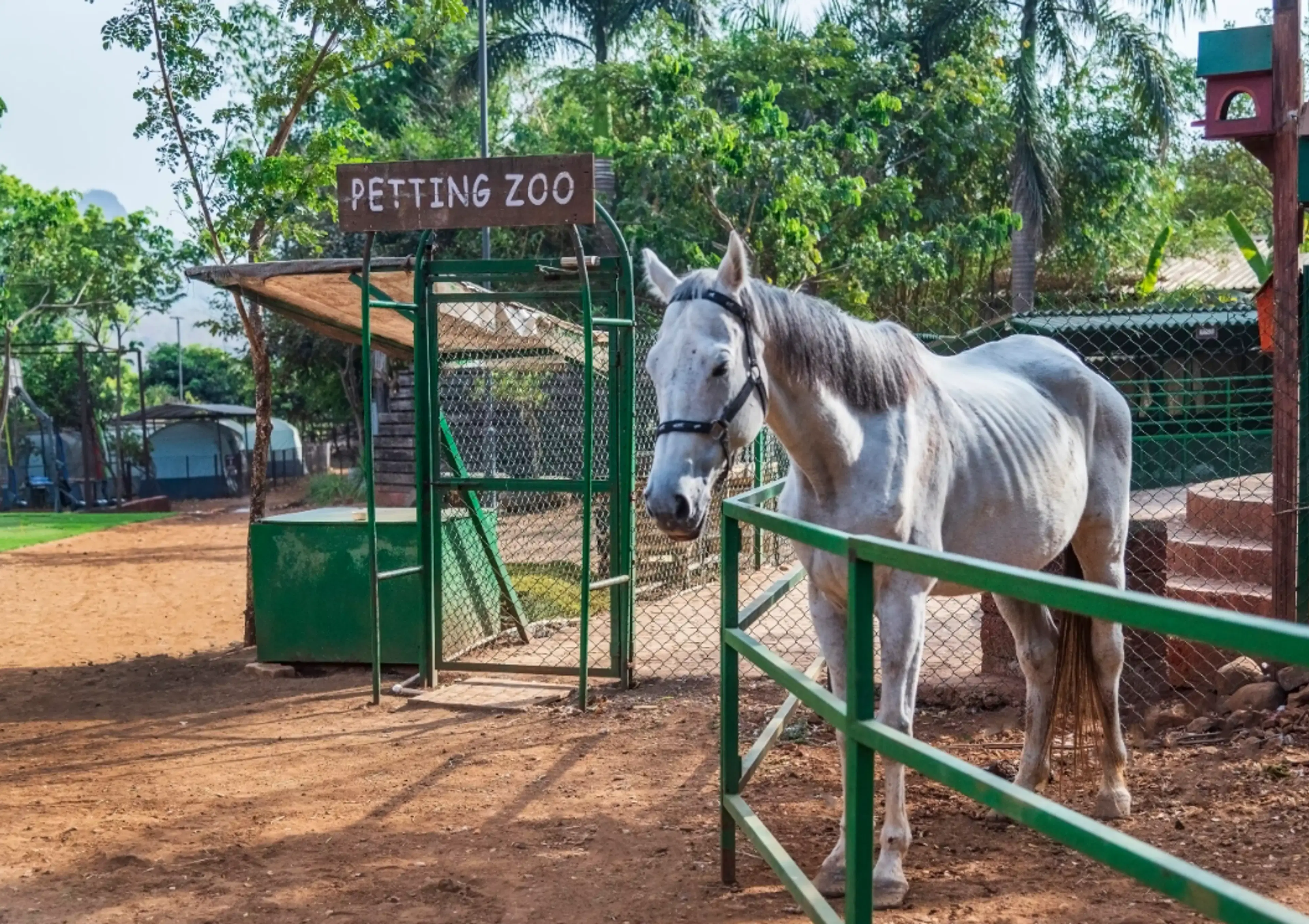 Petting Zoo