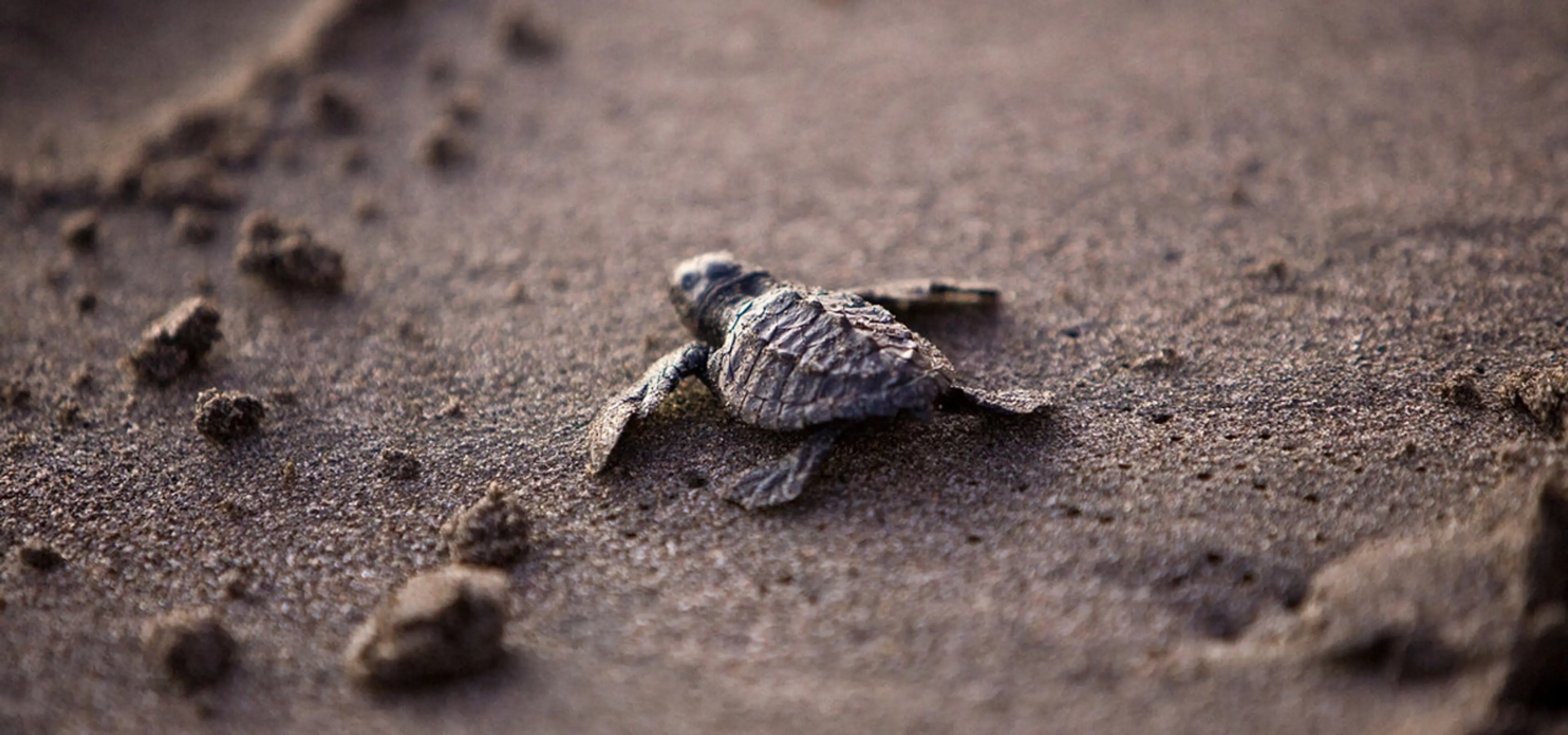 Olive Ridley Turtles Hatching