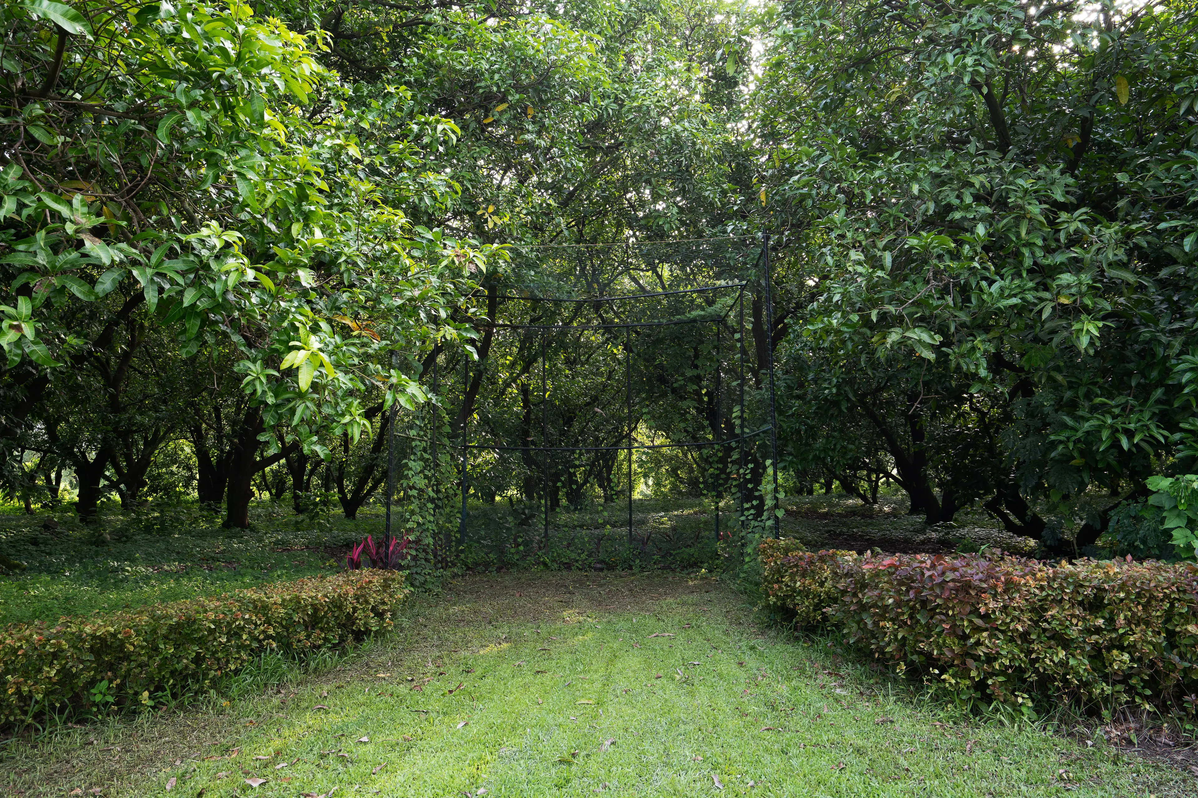Forest Trails