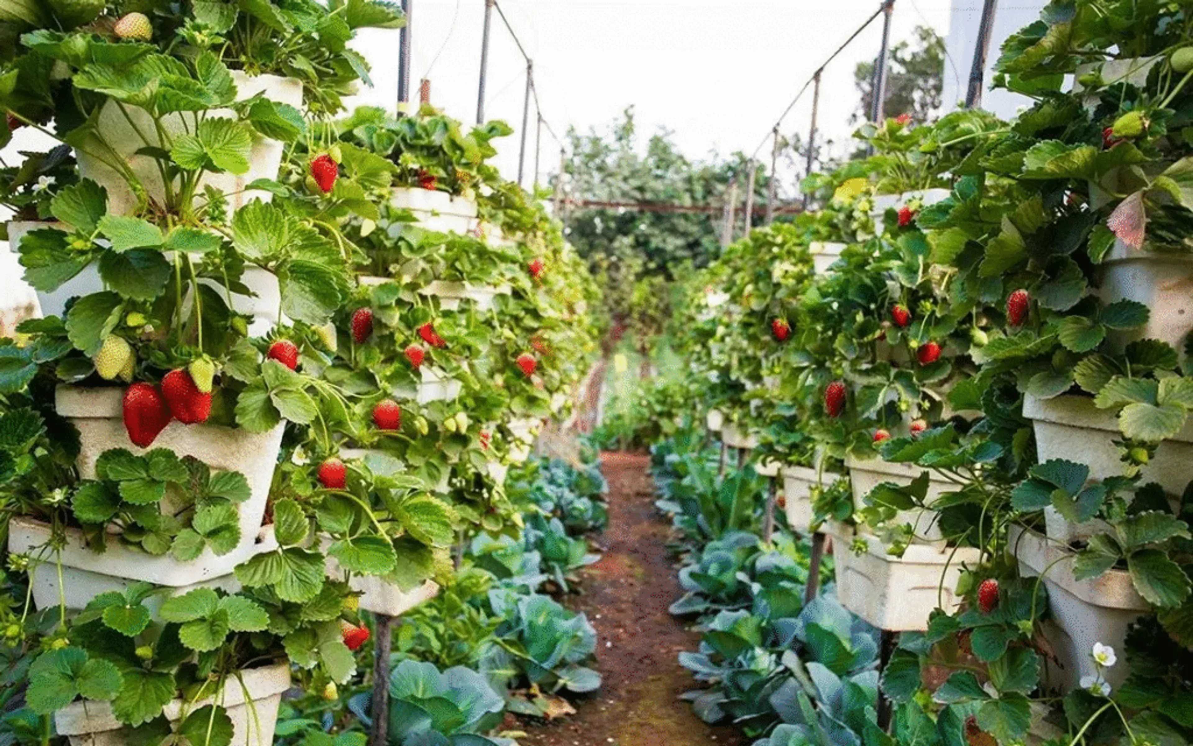 Strawberry Picking (Seasonal) 