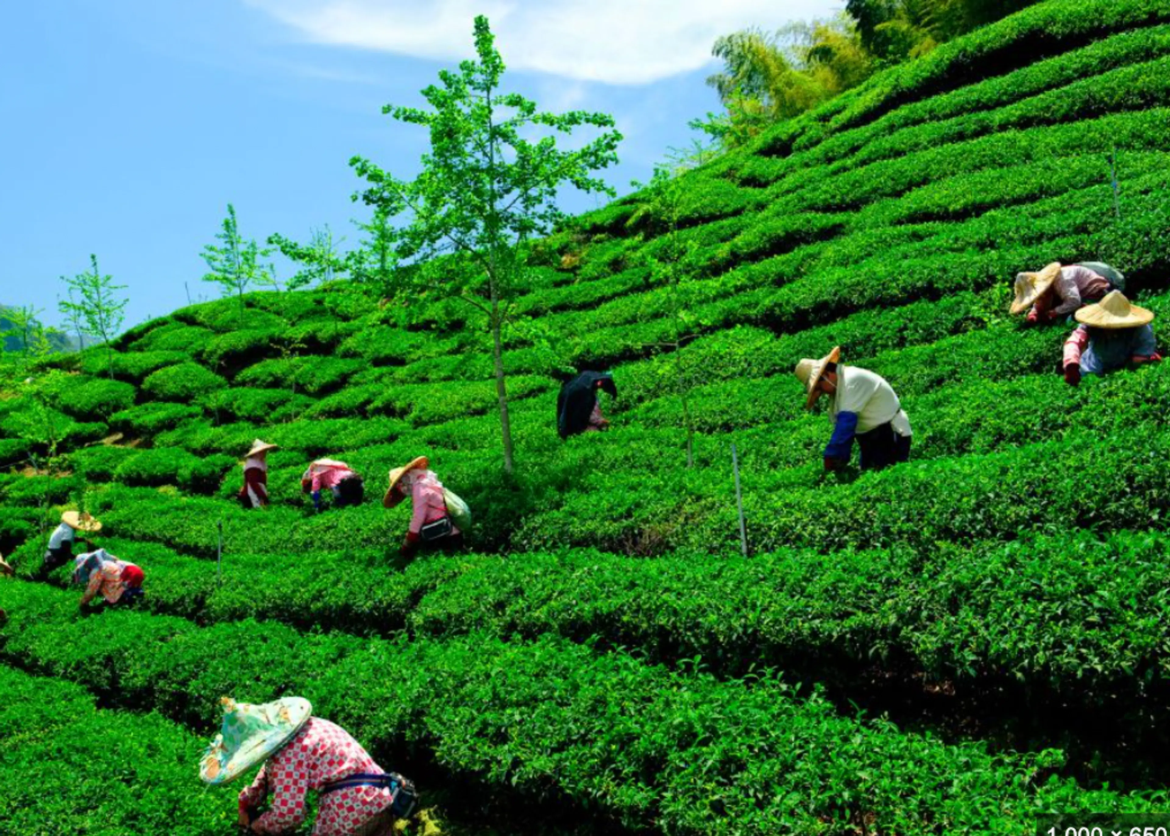 Nature Trail & Tea Plantation Tour