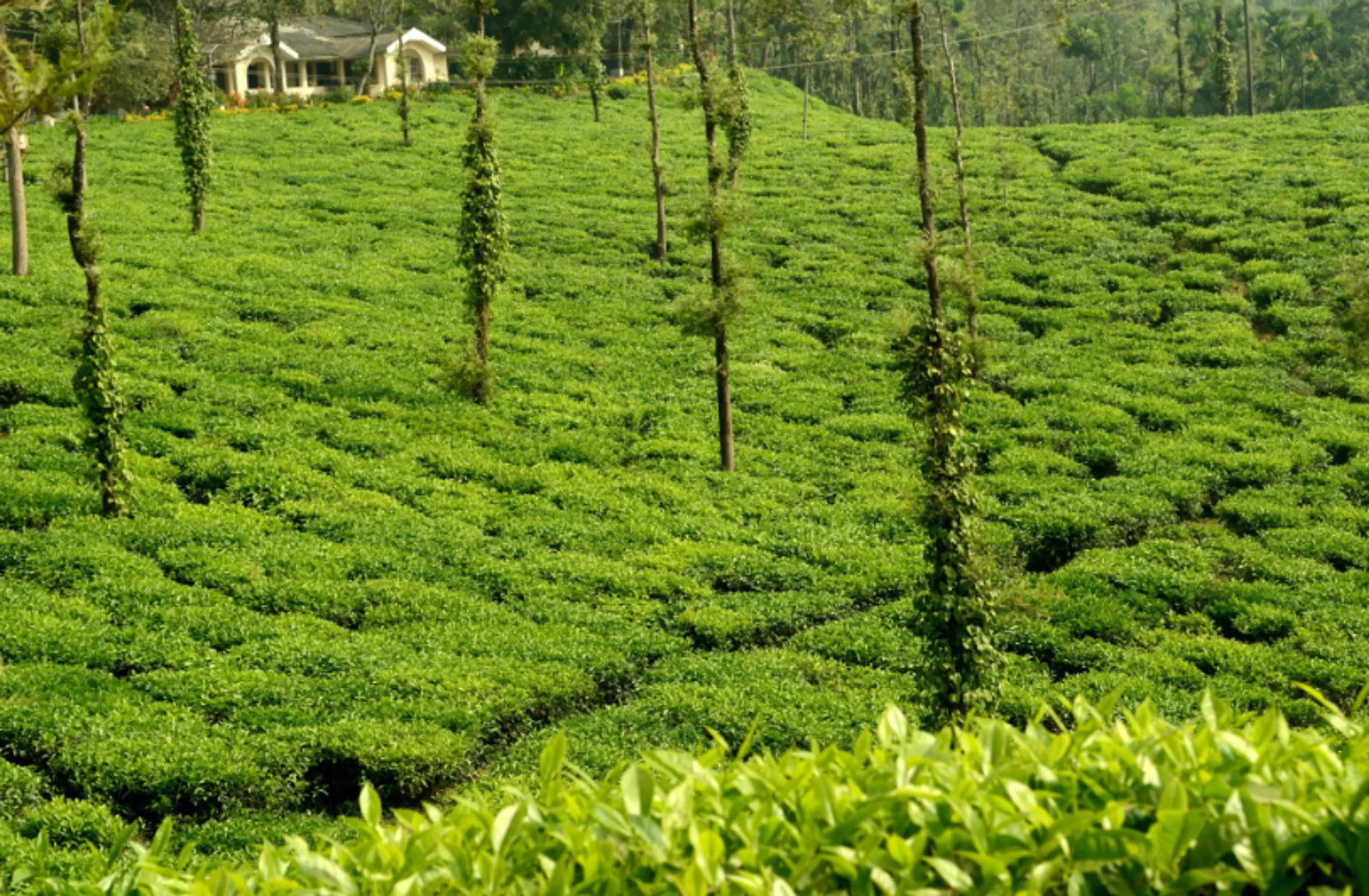 Tea Estate Tour