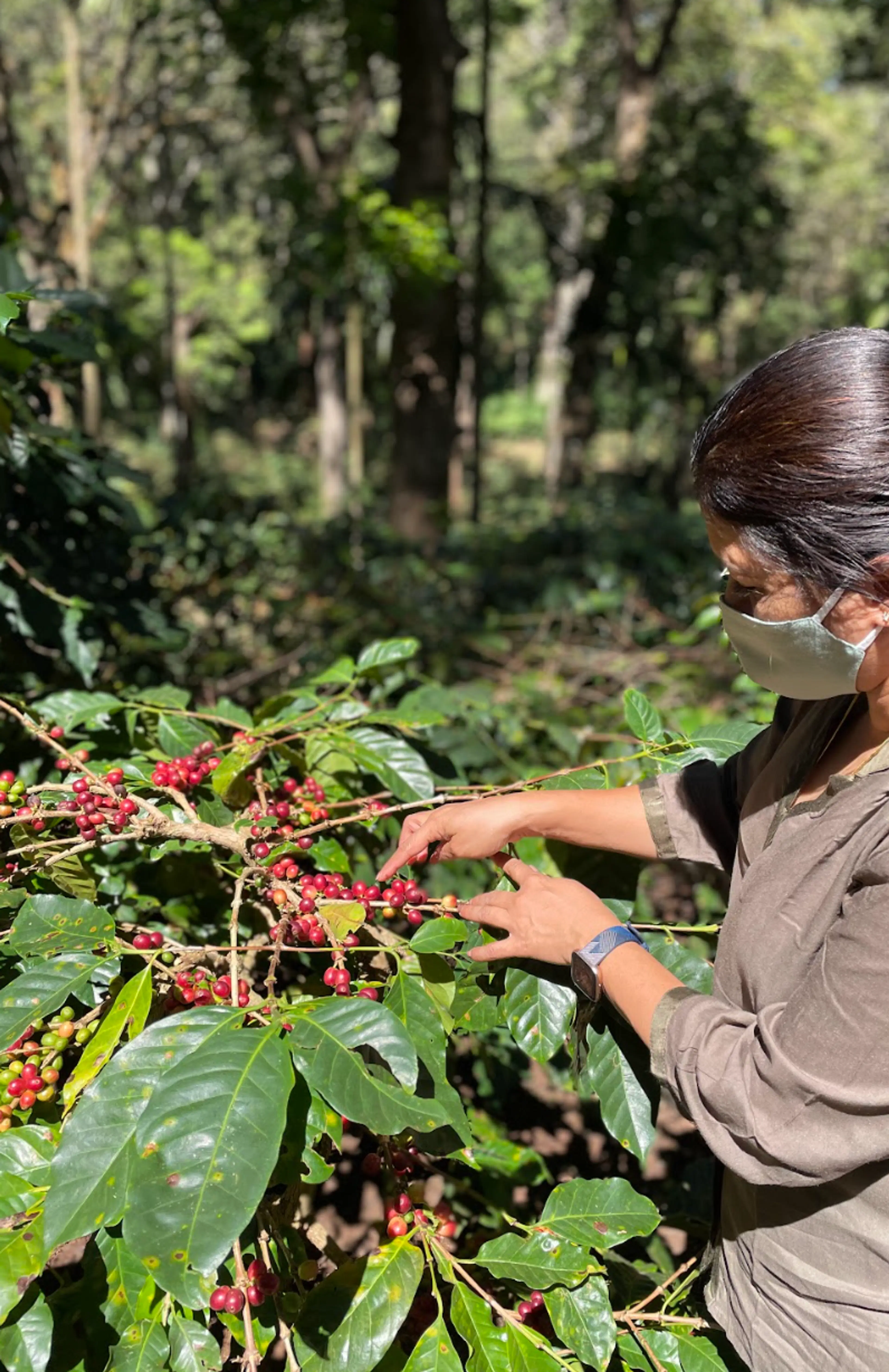 Coffee Harvest and Processing