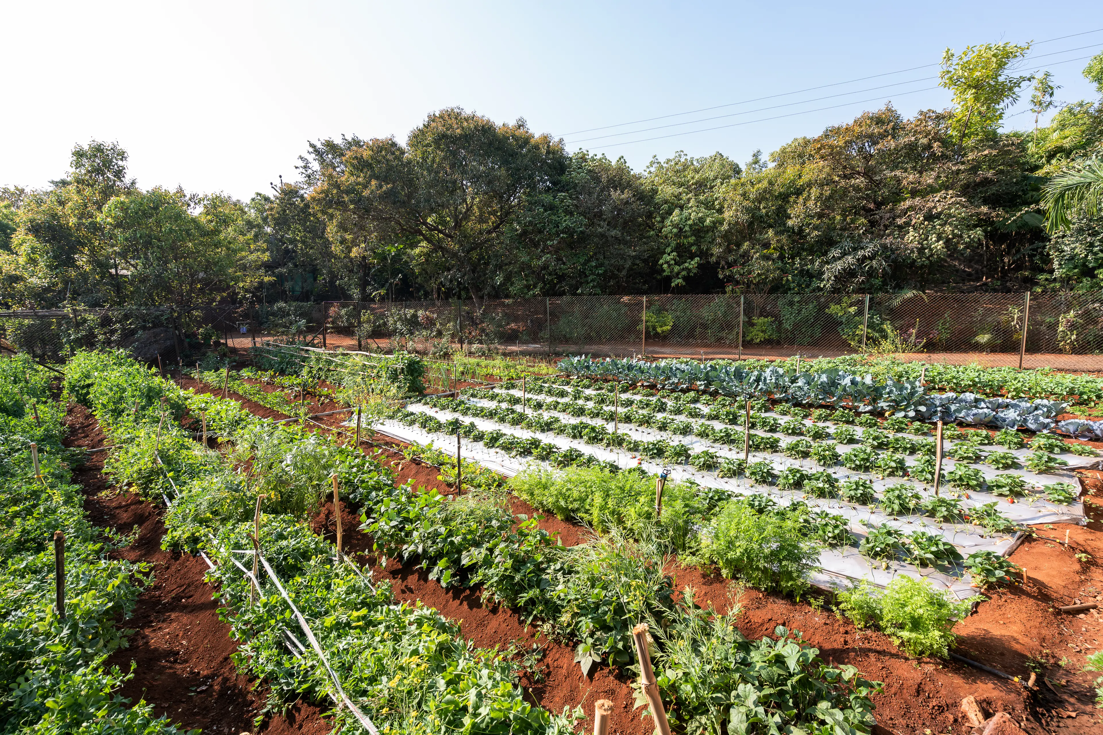 Farm Walk
