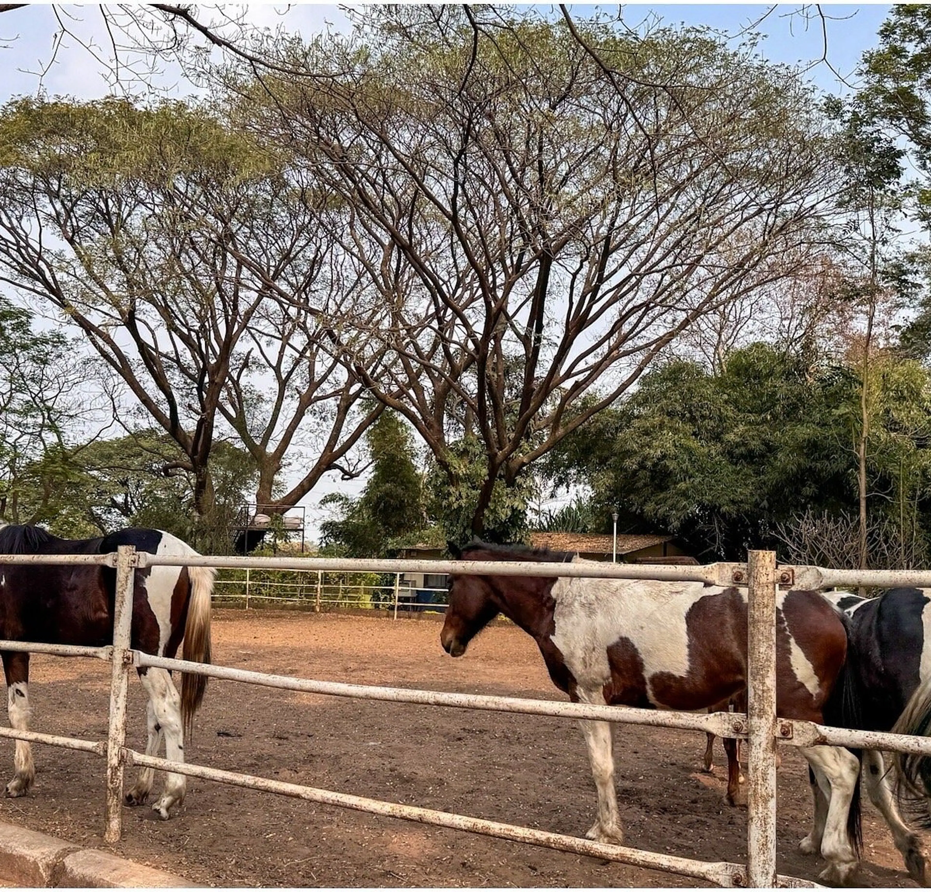 Japalouppe Equestrian Centre