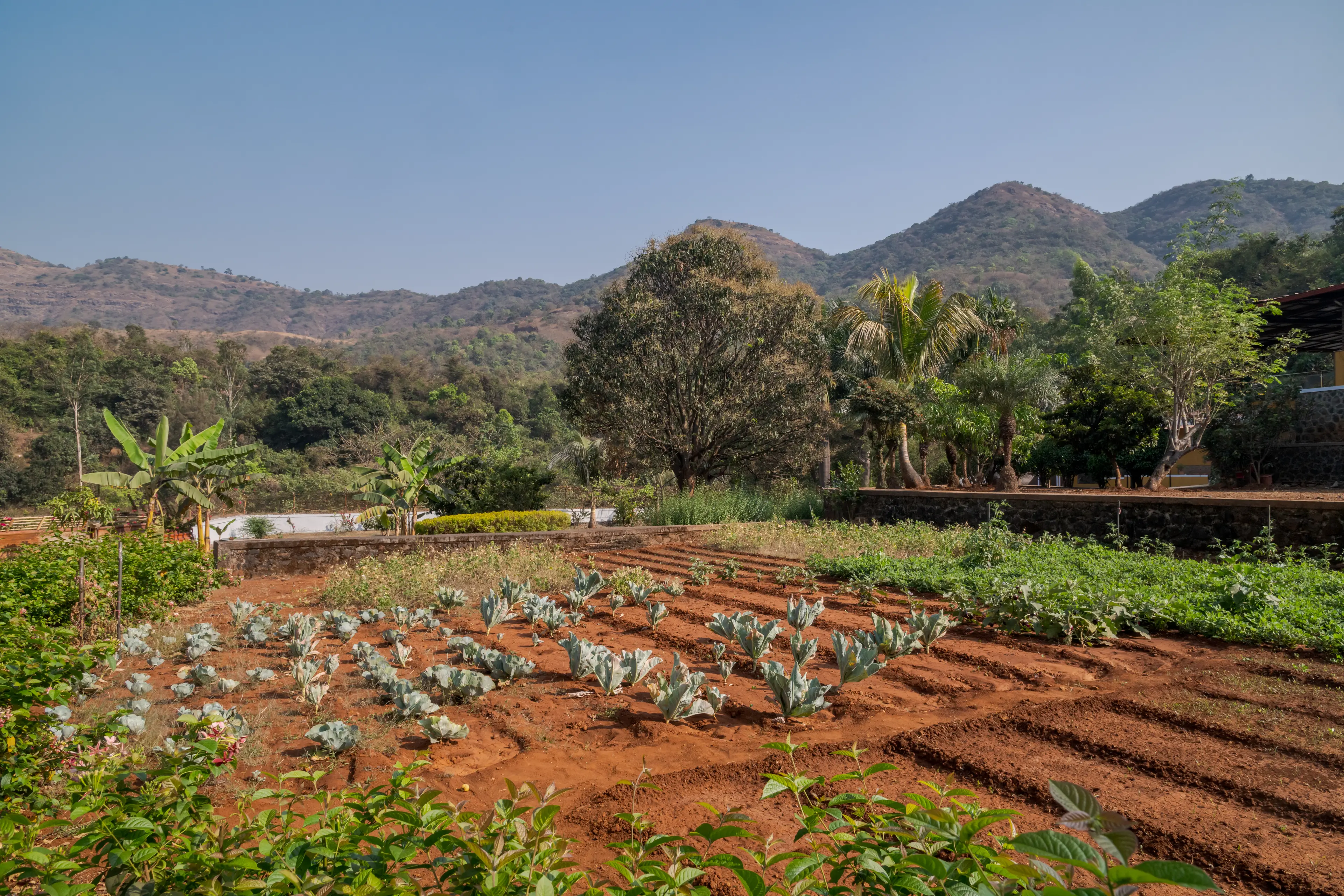 Organic Vegetable Picking 